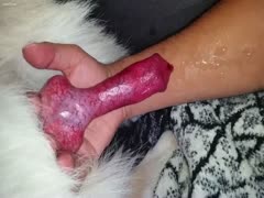 Guy making his dog cum on his arm